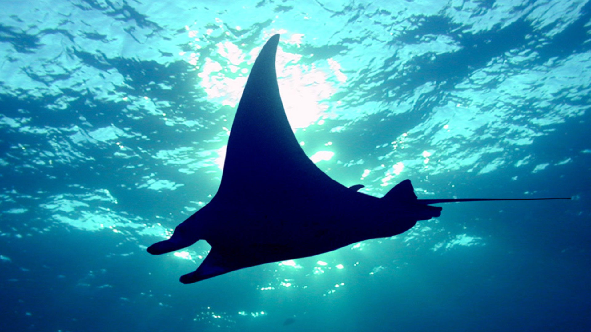 MANTA RAYS INSPIRE INNOVATION Earth 300   Mantarays 